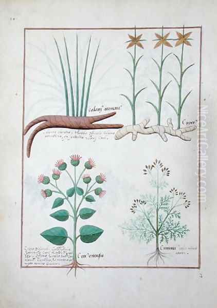 Cyperus, Calamus, Crocus ostensis, illustration from The Book of Simple Medicines by Mattheaus Platearius d.c.1161 c.1470 Oil Painting by Robinet Testard