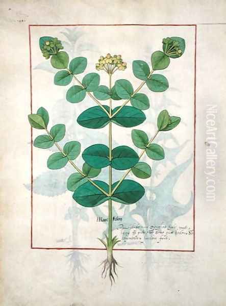 Flower, Illustration from the Book of Simple Medicines by Mattheaus Platearius d.c.1161 c.1470 Oil Painting by Robinet Testard