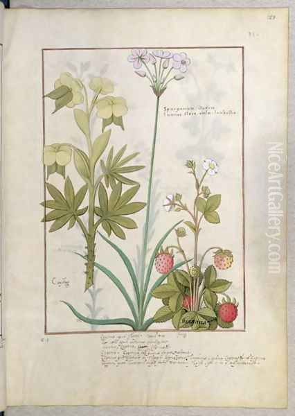 Consiligo, Burreed and Strawberry, illustration from The Book of Simple Medicines, by Mattheaus Platearius d.c.1161 c.1470 Oil Painting by Robinet Testard