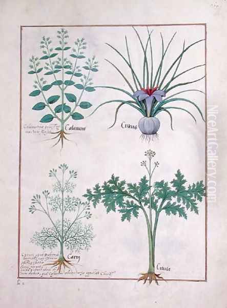 Calamint, Crocus, Carraway and Citusa, illustration from The Book of Simple Medicines by Mattheaus Platearius d.c.1161 c.1470 Oil Painting by Robinet Testard