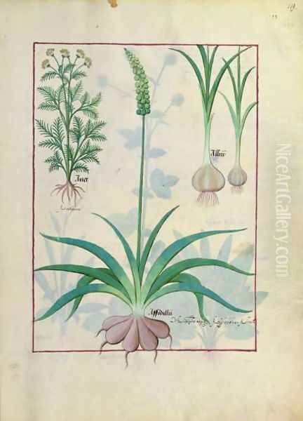 Garlic and other plants, illustration from The Book of Simple Medicines by Mattheaus Platearius d.c.1161 c.1470 Oil Painting by Robinet Testard