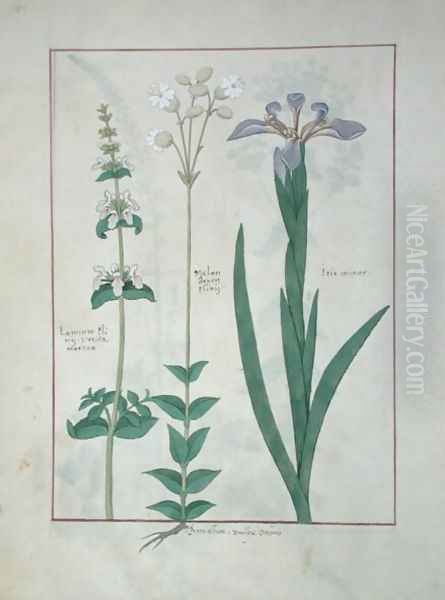 Lamium Album or White Dead Nettle, Melandryon, and Iris Minor, illustration from The Book of Simple Medicines by Mattheaus Platearius d.c.1161 c.1470 Oil Painting by Robinet Testard