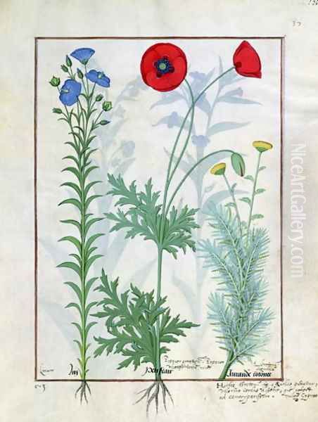 Linum, Garden poppies and Abrotanum, illustration from The Book of Simple Medicines, by Mattheaus Platearius d.c.1161 c.1470 Oil Painting by Robinet Testard