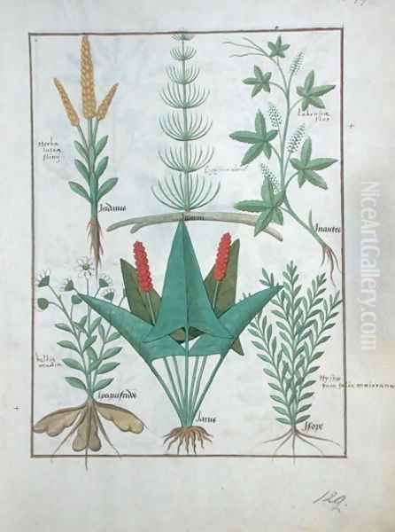 Top row- Maize, Equisetum and Labruscae flos. Bottom row- Daisy, Jarus and Marjoram, illustration from The Simple Book of Medicines, by Mattheaus Platearius d.c.1161 c.1470 Oil Painting by Robinet Testard