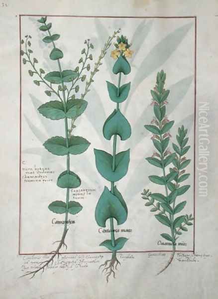 Chamaedrys, Common Centaury and Germander, illustration from The Book of Simple Medicines, by Mattheaus Platearius d.c.1161 c.1470 Oil Painting by Robinet Testard