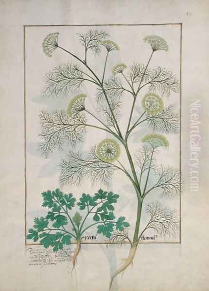 Parsley and Fennel, Illustration from the Book of Simple Medicines by Mattheaus Platearius d.c.1161 c.1470 Oil Painting by Robinet Testard