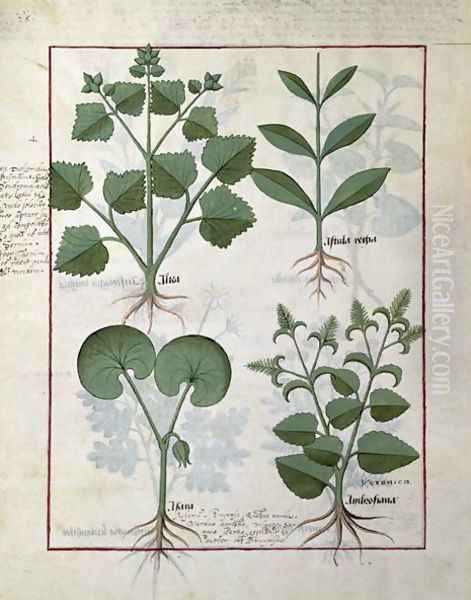 Top row- Marshmallow and Hastula Regia. Bottom row- Asarabacca and Speedwell, illustration from The Simple Book of Medicines by Matteaus Platearius d.c.1161 c.147 Oil Painting by Robinet Testard