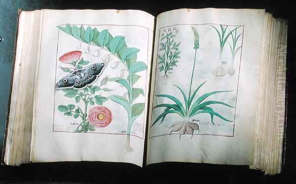 Two pages depicting Rose and Garlic, from The Book of Simple Medicines by Mattheus Platearius d.c.1161 c.1470 Oil Painting by Robinet Testard