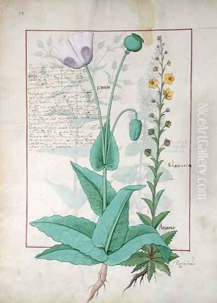 Poppy and Figwort, Illustration from The Book of Simple Medicines by Mattheaus Platearius d.c.1161 c.1470 Oil Painting by Robinet Testard