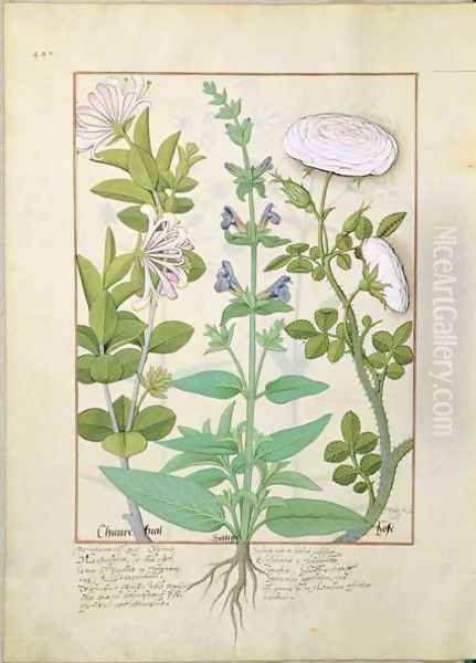 Honeysuckle, Sage and Rose, illustration from The Book of Simple Medicines by Mattheaus Platearius d.c.1161 c.1470 Oil Painting by Robinet Testard