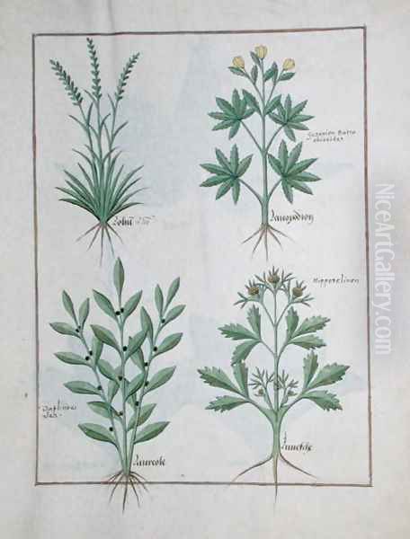 Top row- Lolni and Geranium. Bottom row- Daphnoides and Parsley, illustration from The Book of Simple Medicines, by Matteaus Platearius d.c.1161 c.1470 Oil Painting by Robinet Testard