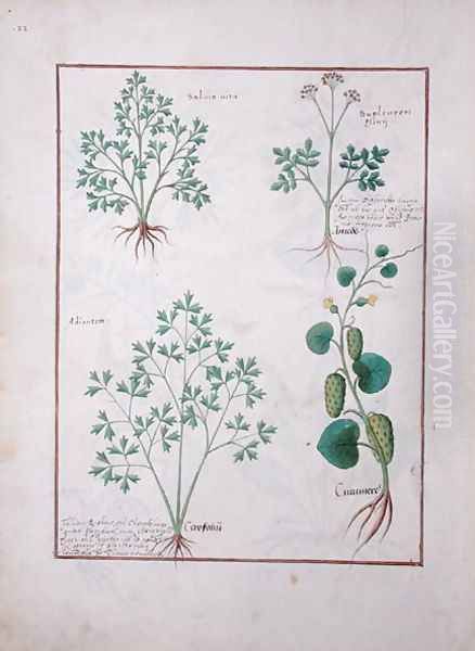 Top Row- Sage and Bupleurum, illustration from The Book of Simple Medicines by Mattheaus Platearius d.c.1161 c.1470 Oil Painting by Robinet Testard