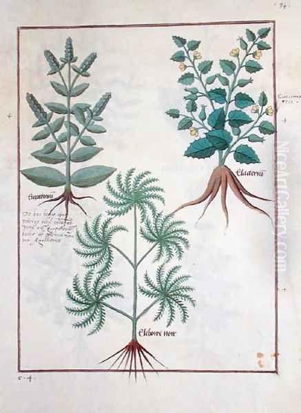 Lavender, Hellebore, and a relative of the Cucumber family, Illustration from the Book of Simple Medicines by Mattheaus Platearius d.c.1161 c.1470 Oil Painting by Robinet Testard