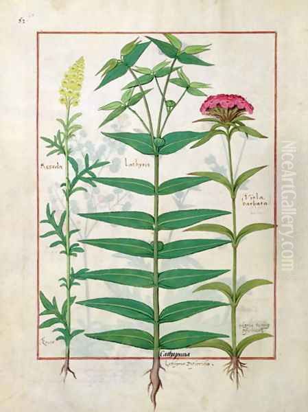 Reseda, Euphorbia and Dianthus, Illustration from the Book of Simple Medicines by Mattheaus Platearius d.c.1161 c.1470 Oil Painting by Robinet Testard