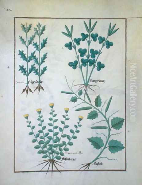 Top row- Filipendula. Bottom row- Fistularia and Faseolus, illustration from The Book of Simple Medicines, by Mattheaus Platearius d.c.1161 c.1470 Oil Painting by Robinet Testard