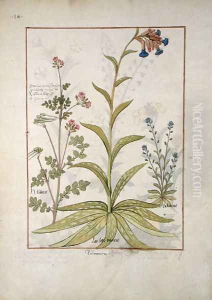 Lungwort and Geranium, Illustration from the Book of Simple Medicines by Mattheaus Platearius d.c.1161 c.1470 Oil Painting by Robinet Testard