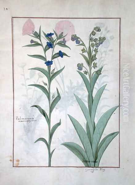 Pulmonaria and Lungwort, illustration from The Book of Simple Medicines, by Mattheaus Platearius d.c.1161 c.1470 Oil Painting by Robinet Testard