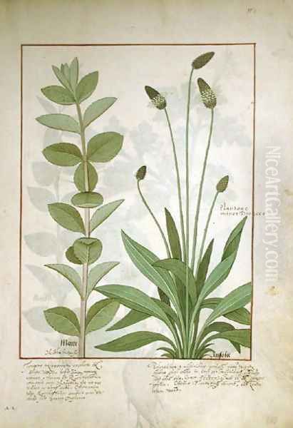 Mint and Plantain, or Ribwort, illustration from The Book of Simple Medicines by Mattheaus Platearius d.c.1161 Oil Painting by Robinet Testard