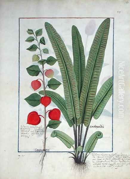 Physalis left Illustration from the Book of Simple Medicines by Mattheaus Platearius d.c.1161 c.1470 Oil Painting by Robinet Testard