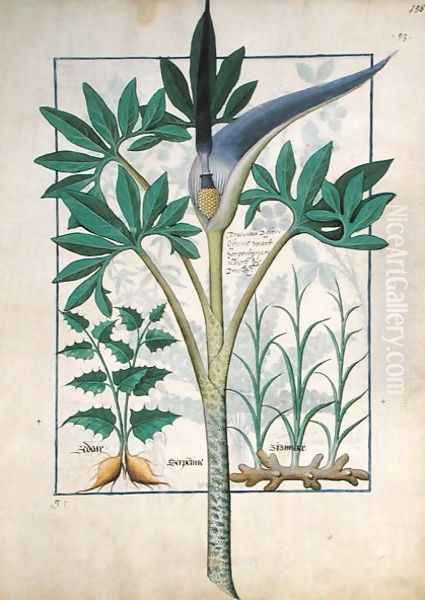 Orchid, illustration from the Book of Simple Medicines by Mattheaus Platearius d.c.1161 c.1470 Oil Painting by Robinet Testard