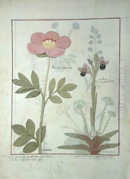 Paeonia or Peony, and Orchis myanthos, illustration from The Book of Simple Medicines by Mattheaus Platearius d.c.1161 c.1470 Oil Painting by Robinet Testard