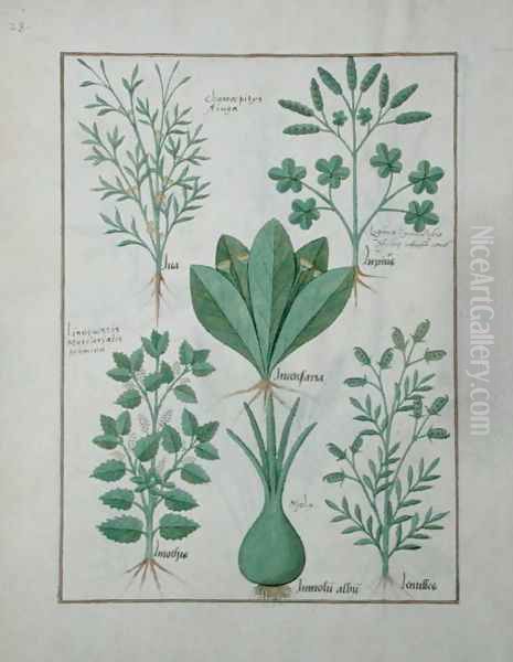 Top row- Yellow Bugle, Incensaria and Lupius. Bottom row- Dogs Mercury, Lily Leek and Lentilles, illustration from The Book of Simple Medicines, by Matteaus Platearius d.c.1161 c.1470 Oil Painting by Robinet Testard