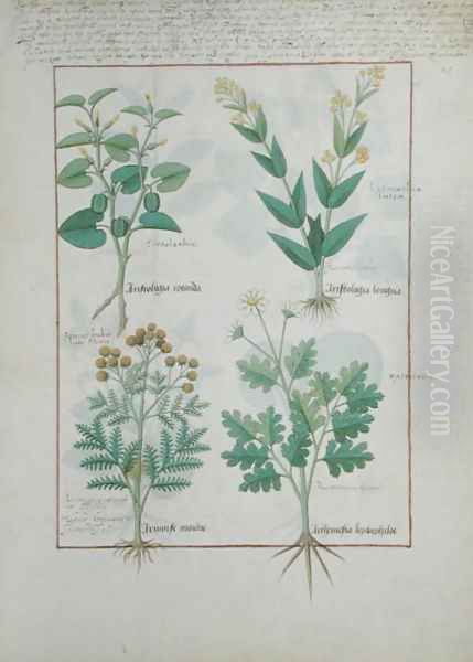 Top row- Aristolochia Rotundi and Aristolochia Longua. Bottom row- Armoise and Artemesia, illustration from The Simple Book of Medicines, by Matteaus Platearius d.c.1161 c.1470 Oil Painting by Robinet Testard