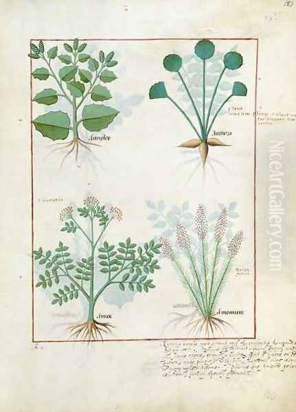 Top row- Salt Bush and Anthora. Bottom row- Absinthium and Cardamom, illustration from The Simple Book of Medicines by Mattheaus Platearius d.c.1161 c.1470 Oil Painting by Robinet Testard