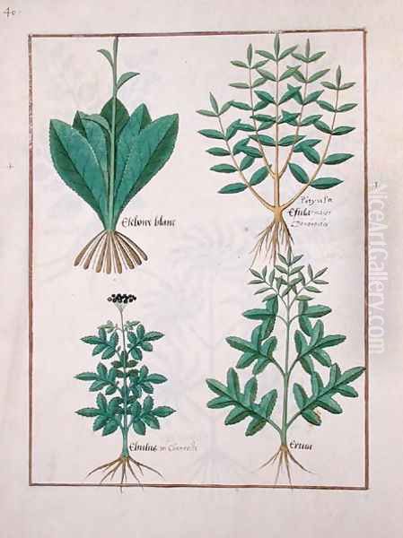 Illustration from the Book of Simple Medicines by Mattheaus Platearius d.c.1161 c.1470 22 Oil Painting by Robinet Testard