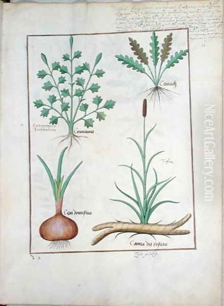 Illustration from The Book of Simple Medicines by Mattheaus Platearius d.c.1161 c.1470 52 Oil Painting by Robinet Testard