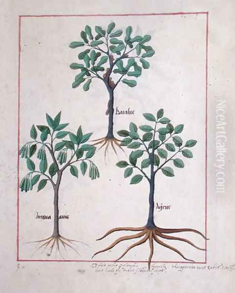 Illustration from the Book of Simple Medicines by Mattheaus Platearius d.c.1161 c.1470 11 Oil Painting by Robinet Testard