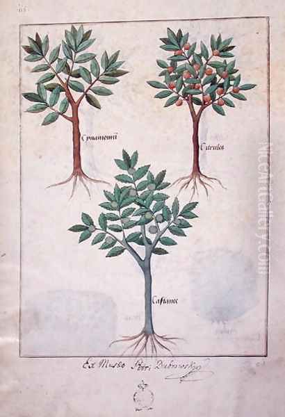 Illustration from the Book of Simple Medicines by Mattheaus Platearius d.c.1161 c.1470 17 Oil Painting by Robinet Testard