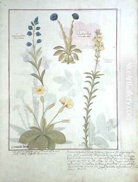 Top row- Onobrychis or Sainfoin, and Aphyllanthes. Bottom row- Linaria Lutea, and Primula Veris or Primrose, illustration from The Book of Simple Medicines by Mattheaus Platearius d.c.1161 c.1470 Oil Painting by Robinet Testard