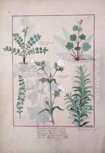 Illustration from The Book of Simple Medicines by Mattheaus Platearius d.c.1161 c.1470 56 Oil Painting by Robinet Testard