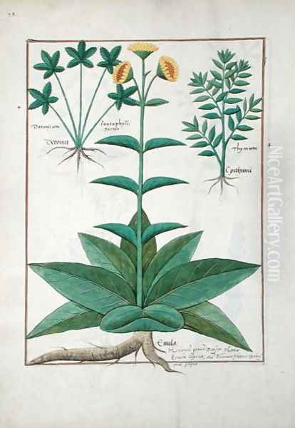 Illustration from the Book of Simple Medicines by Mattheaus Platearius d.c.1161 c.1470 27 Oil Painting by Robinet Testard