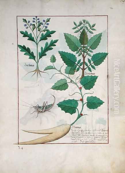 Illustration from the Book of Simple Medicines by Mattheaus Platearius d.c.1161 c.1470 37 Oil Painting by Robinet Testard