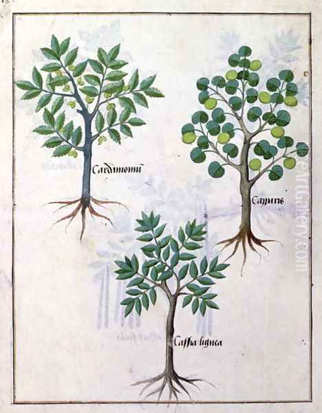 Illustration from the Book of Simple Medicines by Mattheaus Platearius d.c.1161 c.1470 9 Oil Painting by Robinet Testard