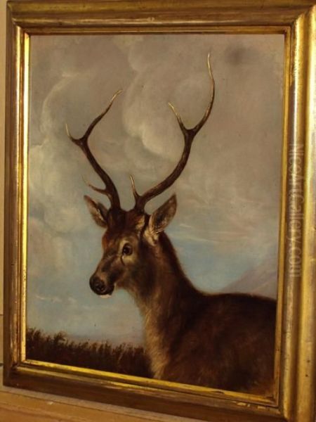 Head Of A Stag Oil Painting by James Ward