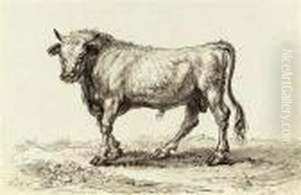 Study Of A Bull Oil Painting by James Ward