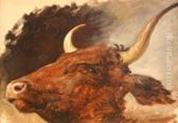 Head Study Of A Longhorn Bull Oil Painting by James Ward