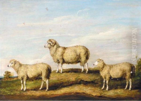 A Dartmoor Ram, Ewe And Wether Oil Painting by James Ward