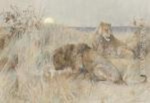 Lions At Dusk by Arthur Wardle