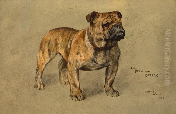 A Portrait Of The Bulldog 'champion Pen-y-lan Duchess' Oil Painting by Arthur Wardle