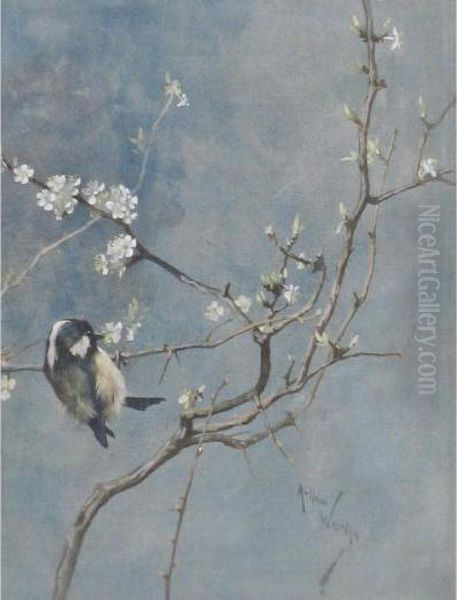 A Tit On A Branch Of Blossoming Cherries Oil Painting by Arthur Wardle