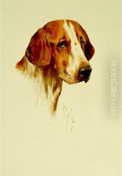 Study Of A Foxhound by Arthur Wardle