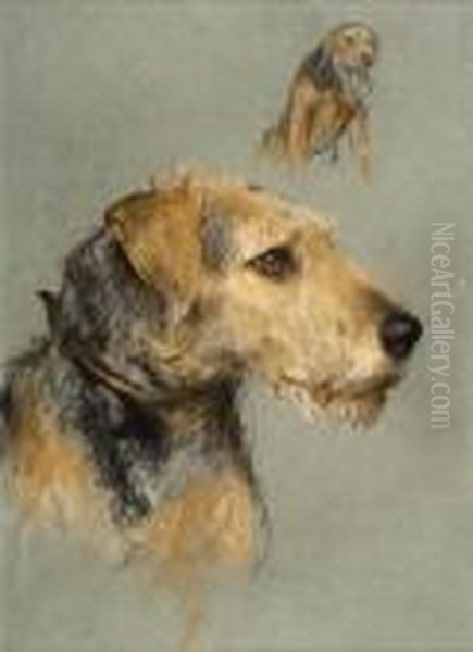 Studies Of An Airedale Terrier Oil Painting by Arthur Wardle