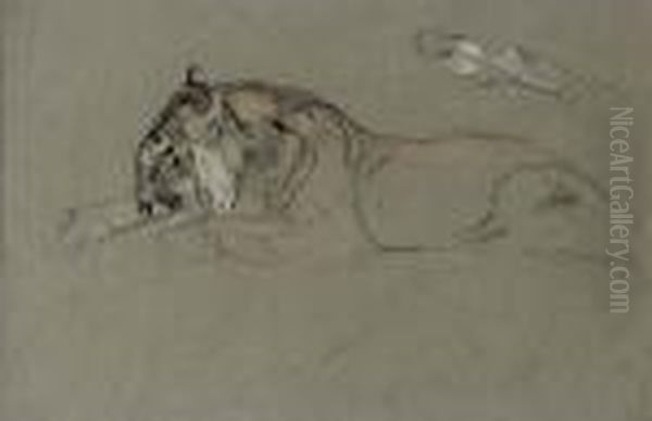 Study Of Two Recumbent Tigers Oil Painting by Arthur Wardle