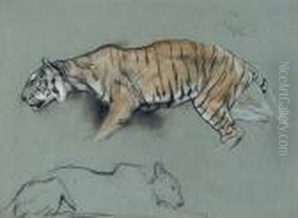 Study Of Two Tigers by Arthur Wardle