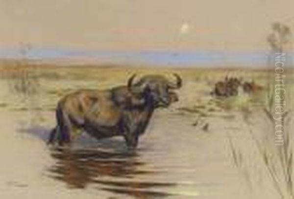 Water Buffalo Bathing At Sunset by Arthur Wardle