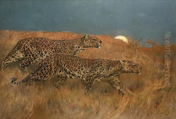 Leopards Stalking Prey Oil Painting by Arthur Wardle